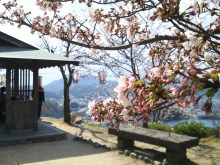 俳句広場の桜