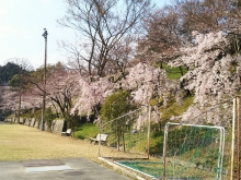 千光寺公園グラウンド臨時駐車場のようす※車が駐車するのでお花見は楽しめません