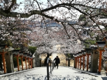 石段から振り返ると桜風景が広がります