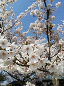 満開の桜をお楽しみください