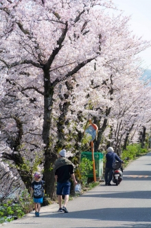 満開の桜の下、花人たちがのんびり散歩していました