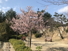  千光寺公園山頂付近の河津桜は満開です