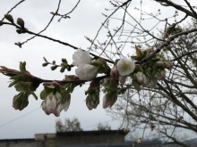 西展望台付近の大島桜