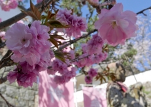西国寺の里桜