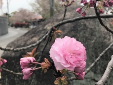 さつき亭横の八重桜