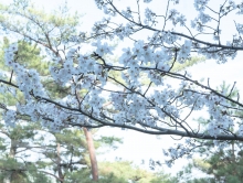 文学のこみちを歩くと、松と桜のコントラストが美しい