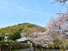 因島の桜名所・因島公園の桜が満開です