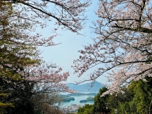 桜と瀬戸内海が作り出す風景をお楽しみください