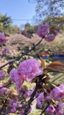 市立美術館前の八重桜が見ごろです