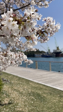 尾道水道の船と一緒に桜の写真が撮れます