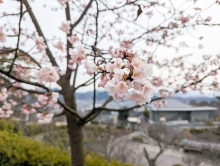 河津桜が見頃を迎えつつあります