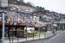 尾道駅前の桜