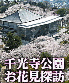 千光寺公園の桜の季節がやってまいりました!千光寺公園 お花見探訪