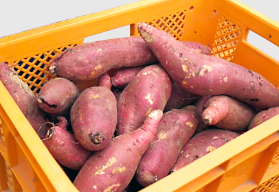 御調町のさつまいも