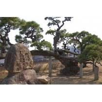 光明寺の蟠龍の松