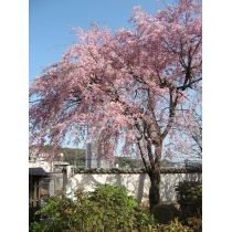 天寧寺の枝垂桜