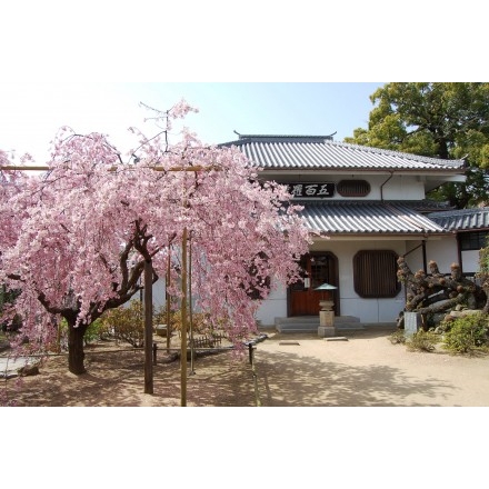 天寧寺の枝垂桜と五百羅漢堂