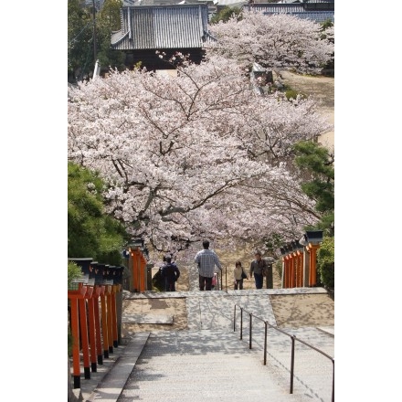 西國寺参道の桜