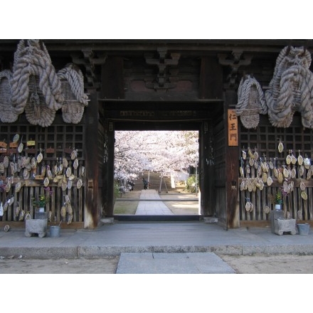 西國寺仁王門から見る桜