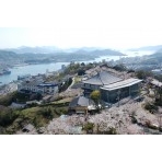 千光寺公園の桜