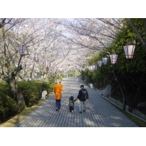 千光寺公園の桜