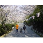 千光寺公園の桜