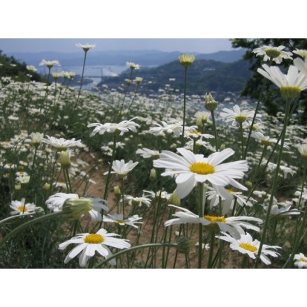 千光寺公園の除虫菊