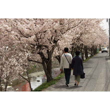 桜土手の桜