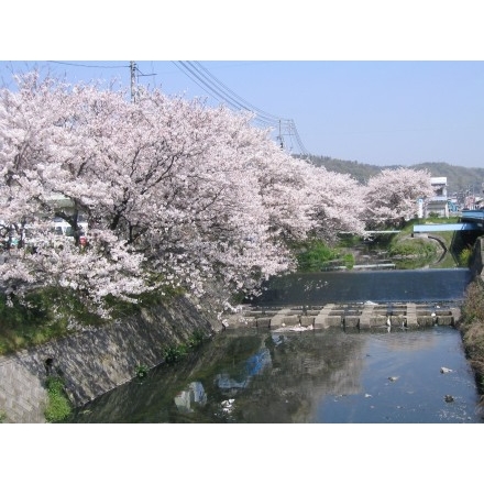 桜土手の桜