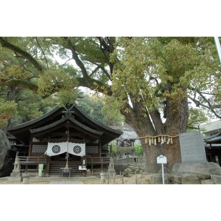 艮神社と楠