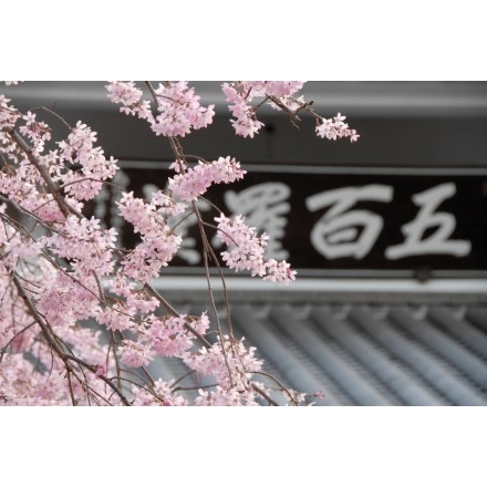 天寧寺五百羅漢堂と桜