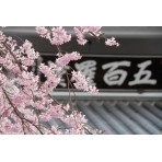 天寧寺五百羅漢堂と桜