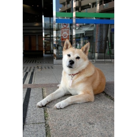 観光案内犬ドビン