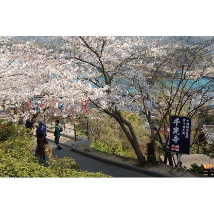 千光寺公園の桜