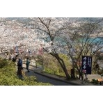 千光寺公園の桜