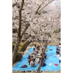 千光寺公園の桜