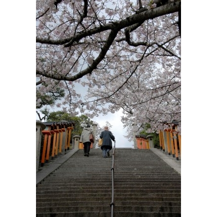西國寺参道の桜