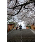 西國寺参道の桜