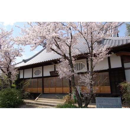 信行寺の桜