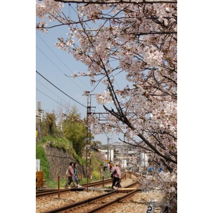 千光寺踏み切りの桜