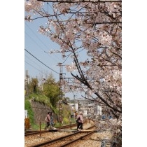千光寺踏み切りの桜