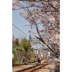 千光寺踏み切りの桜