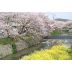 桜土手の桜と菜の花