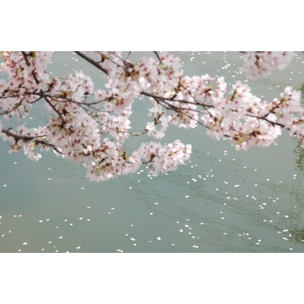 桜土手の川面を流れる花びら