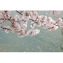 桜土手の川面を流れる花びら