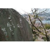 鷹羽狩行句碑と桜