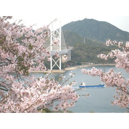 因島大橋と桜