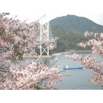 因島大橋と桜