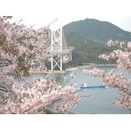 因島大橋と桜