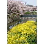 桜土手の桜と菜の花